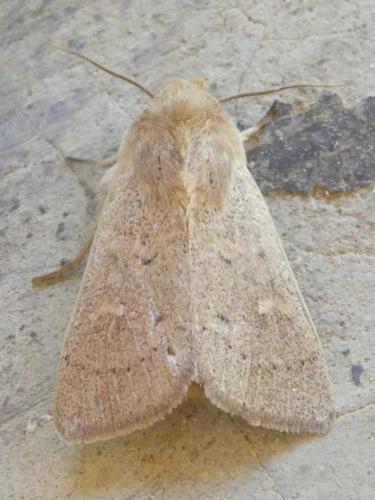 Réf. 307 690 : Mythimna ferrago